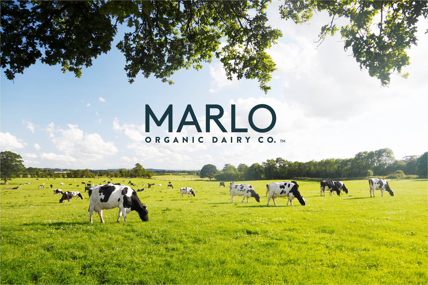 Marlo Organic Dairy Co.